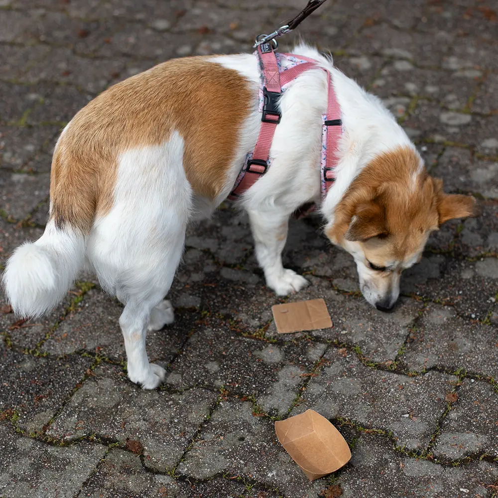 Hund sucht ruhig nach Futter bei einer therapeutischen Futtersuche im Wohlfühltraining