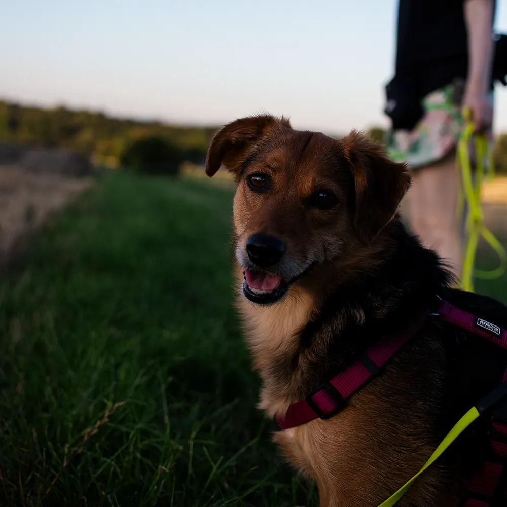 Regina Levenhagen steht mit einem braun schwarzen Tierschutzhund auf einem Feld während ihrer Arbeit im Hundetraining