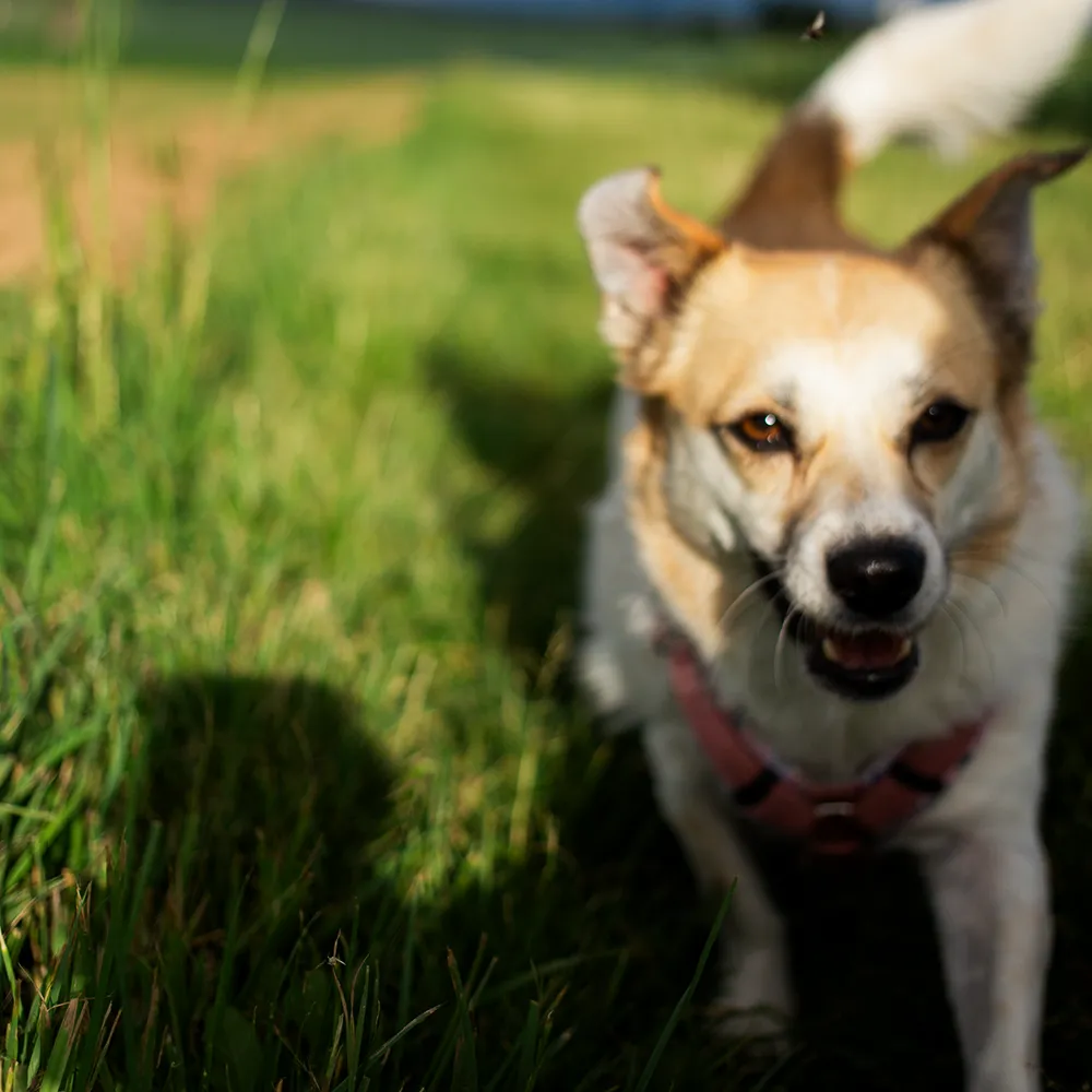 Hund läuft auf einer Wiese auf die Kamera zu im Training für sicheren Rückruf im Gruppenkurs