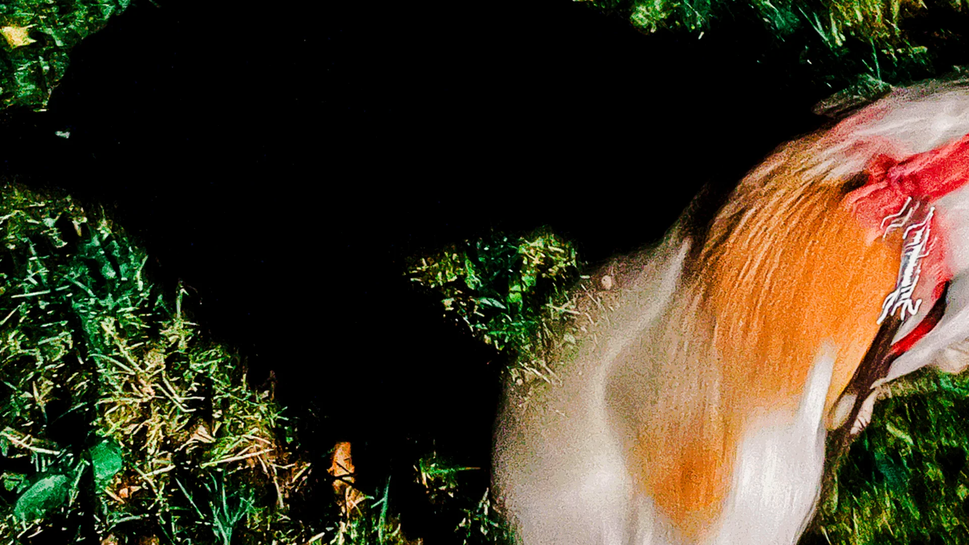 Hund Smilla draußen im Dunklen bei Silvestergeräuschen