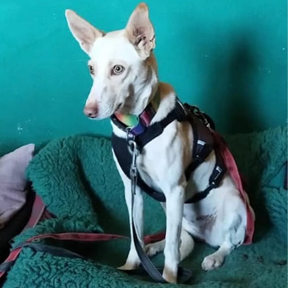 Weiße Podenco Hündin sitzt ruhig im Kontext der Patenschaft für einen Tierschutzhund namens Debbie