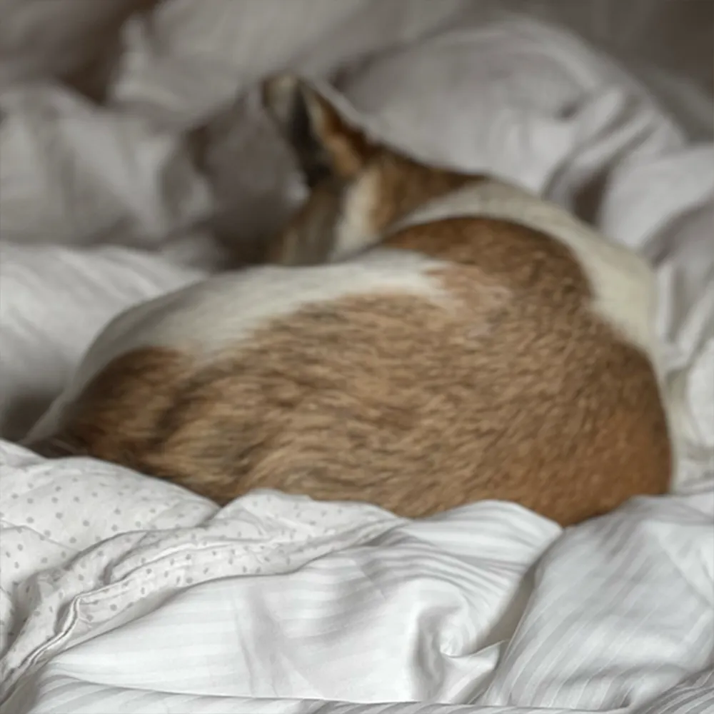 Braun weißer Tierschutzhund liegt eingekringelt und entspannt im Hundebett im Kontext des Onboarding Trainingspakets