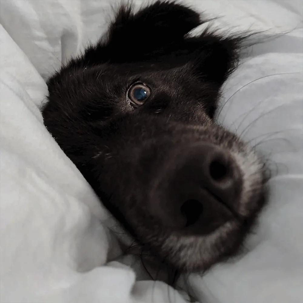 Schwarzer Hund liegt im Bett im Zusammenhang mit Training für Tierschutzhunde