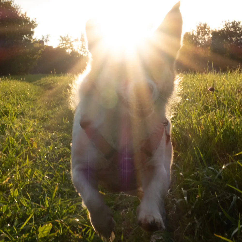Hund bewegt sich auf die Kamera zu im Rahmen einer intensiven Begleitung zur Verhaltensveränderung