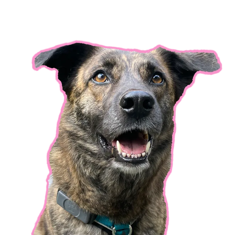 Gestromter Tierschutzhund schaut in die Kamera im Kontext von Verhaltensberatung und Verhaltenstherapie