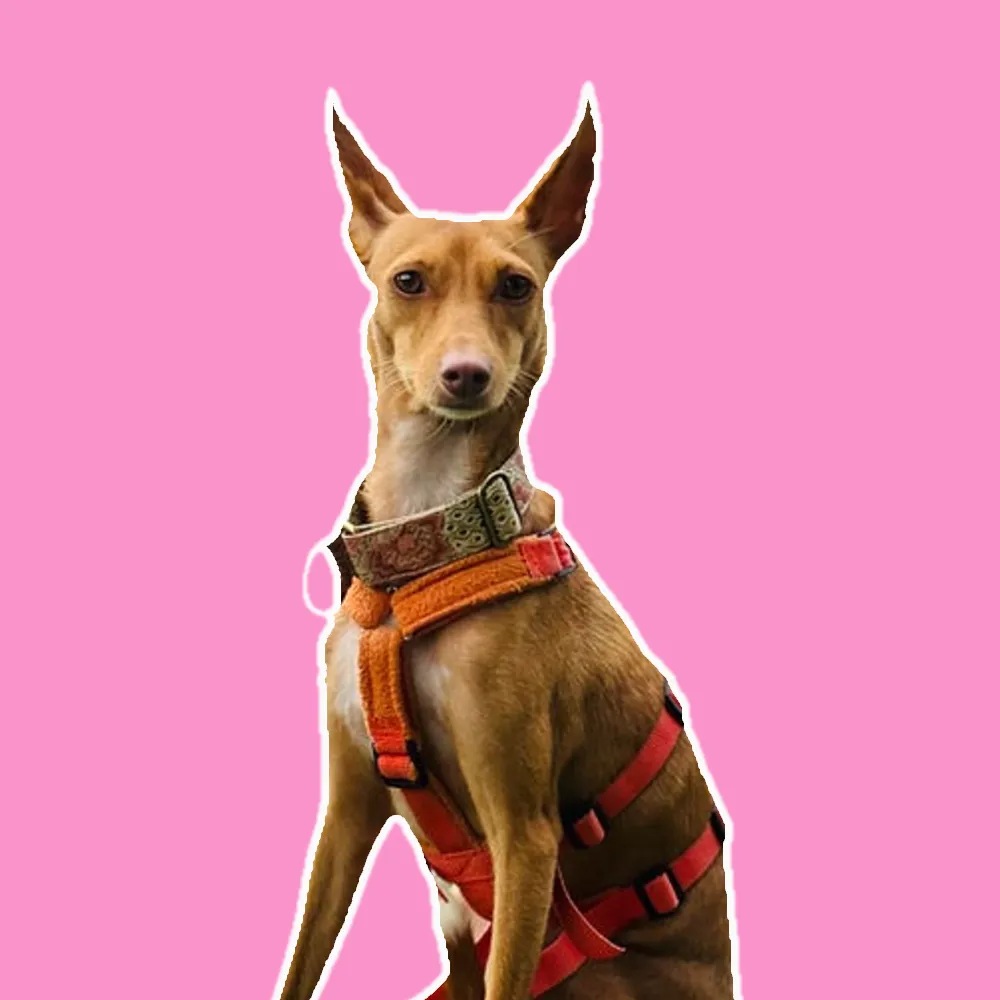 Podenco Hündin sitzt freigestellt vor einem einfarbigen Hintergrund im Kontext des Engagements bei Podenco’s Help Filato