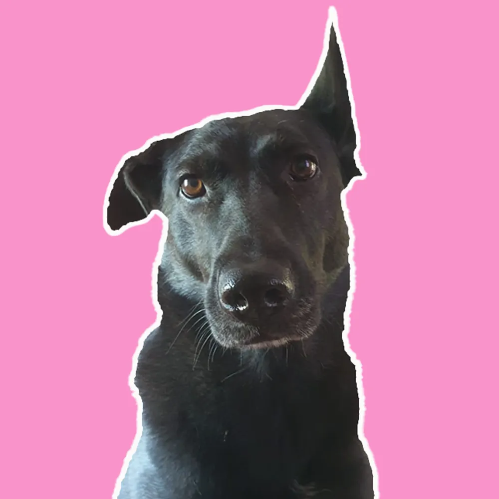 Schwarzer Tierschutzhund schaut direkt in die Kamera im Onboarding und in der Begleitung