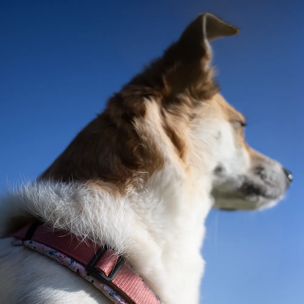 Braun weißer Tierschutzhund schaut seitlich weg von der Kamera im Kontext der besonderen Bedürfnisse von Tierschutzhunden