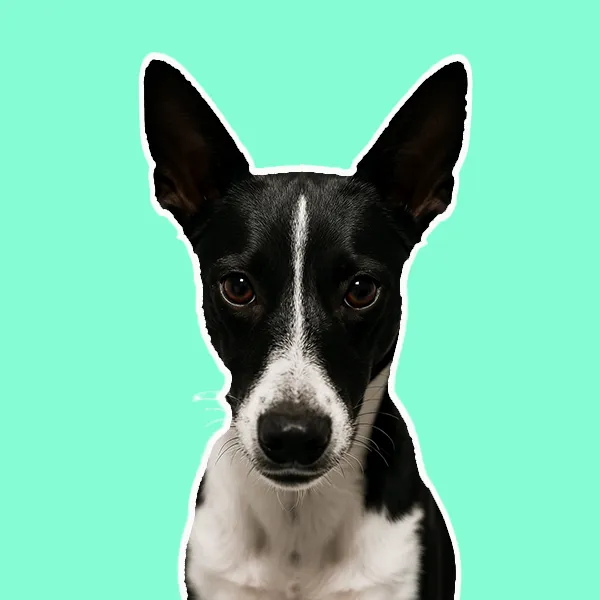 Schwarz weißer Hund schaut direkt in die Kamera vor grünem Hintergrund im Kontext strukturierter Onboarding Begleitung