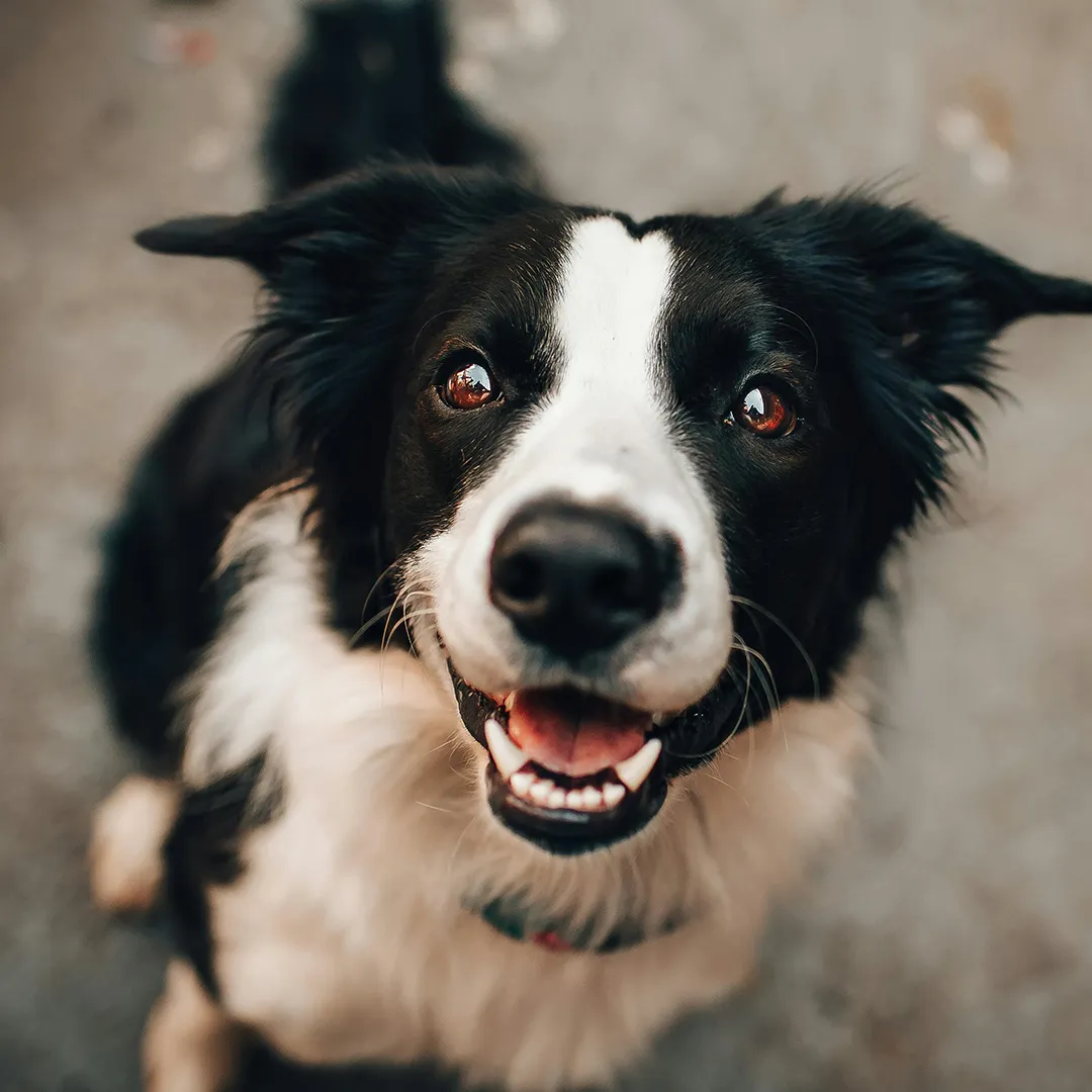 Border Collie schaut fokussiert in die Kamera im Kontext des Trainings mit Markersignalen