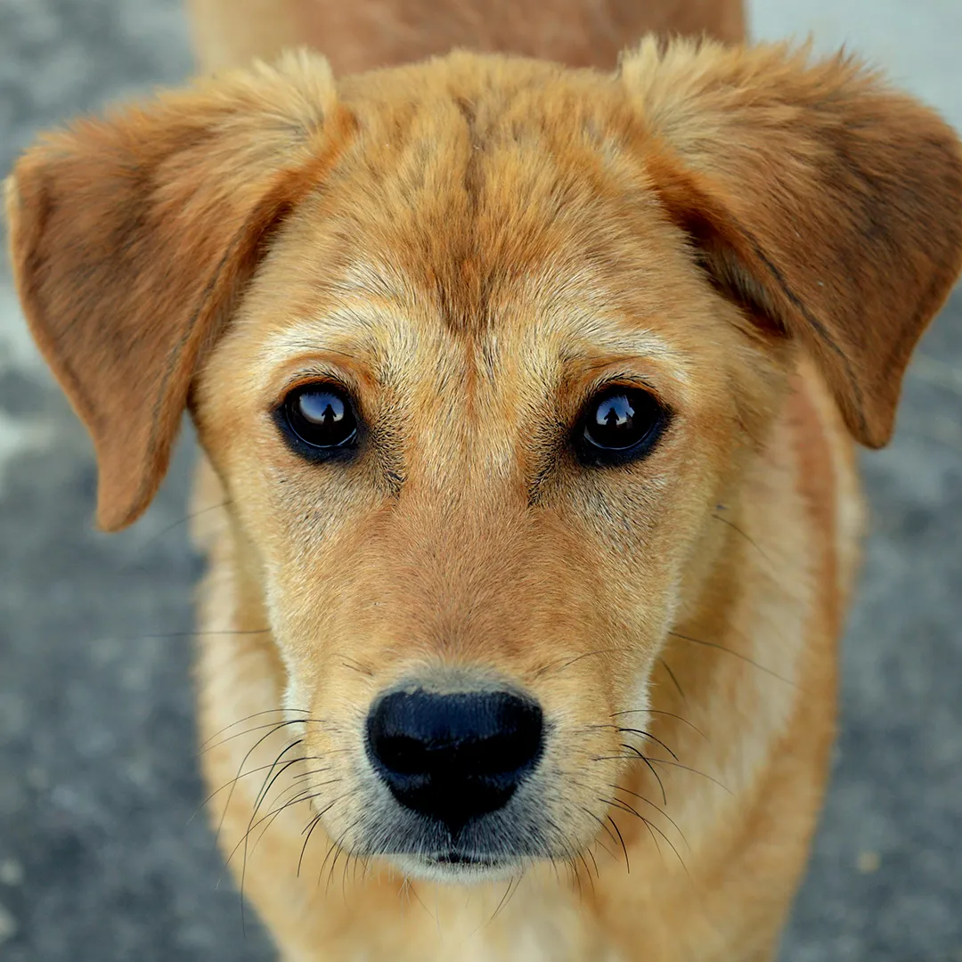 Brauner Welpe schaut direkt in die Kamera im Zusammenhang mit den Neujahrsaktionen von being lovely