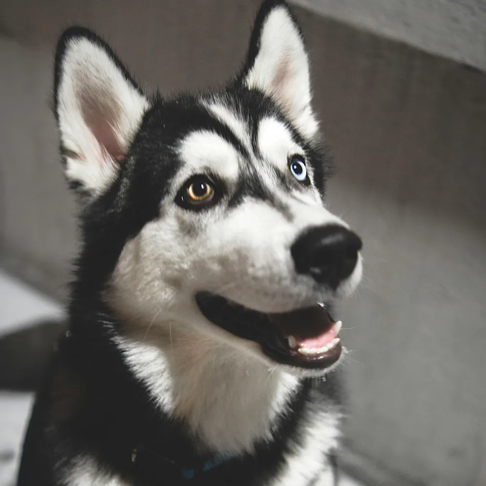 Husky blickt seitlich mit geöffnetem Mund in die Kamera im Kontext eines alltagsnahen Gruppenkurses für Hunde