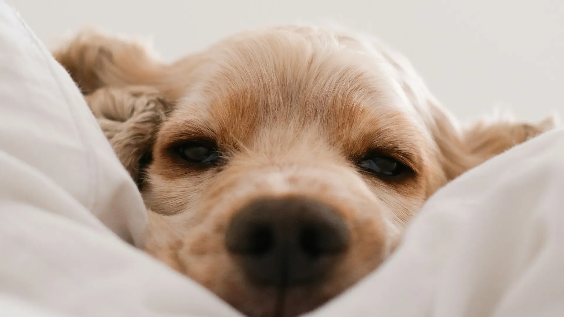 Hund liegt im Bett und sucht Nähe und Sicherheit
