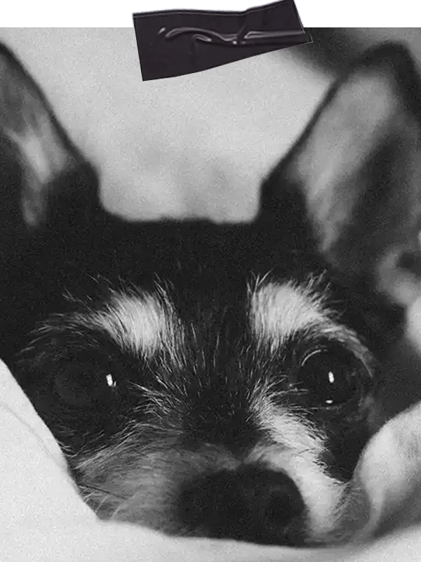 Hund liegt von vorne im Bett im Zusammenhang mit dem Gruppenkurs Hundetraining