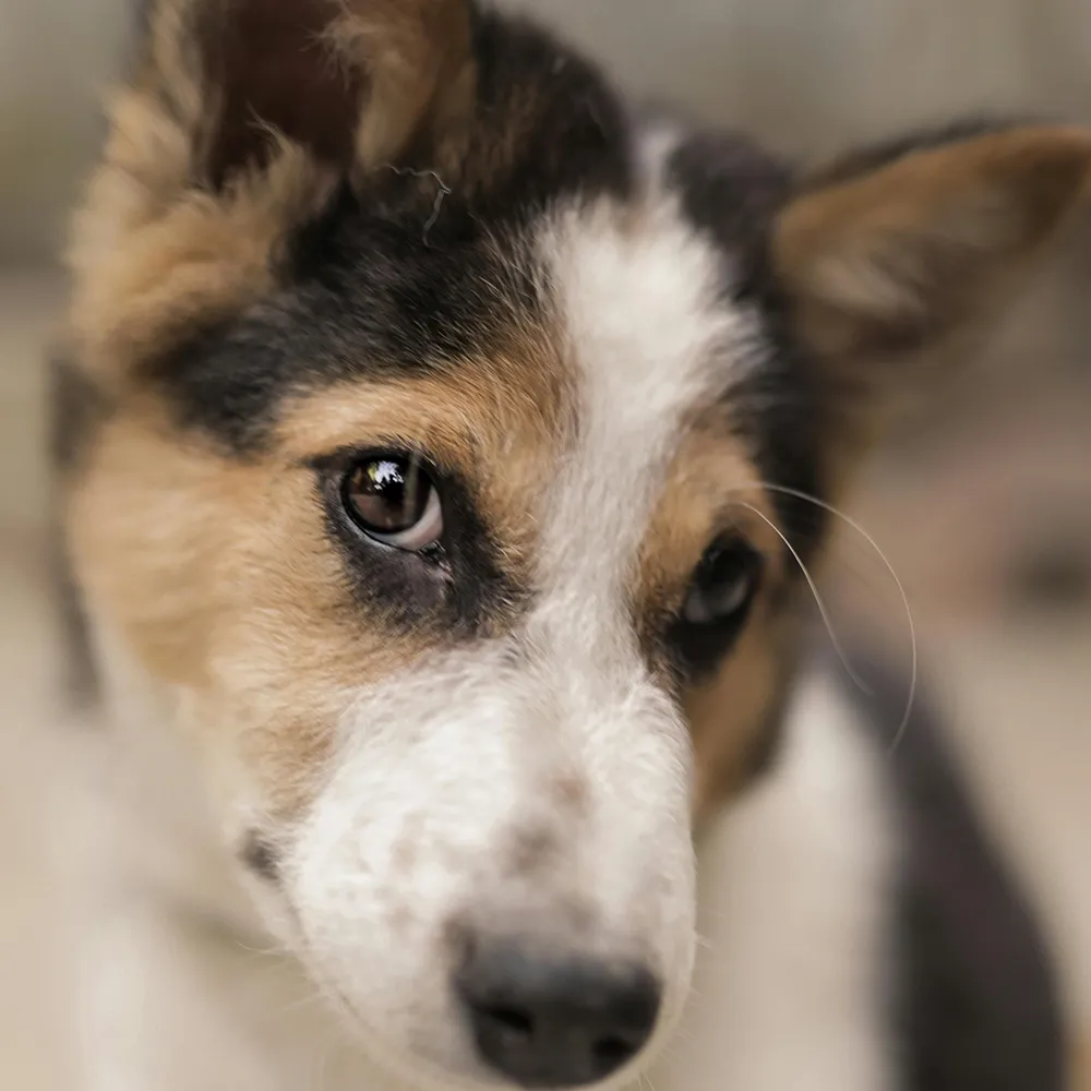 Hund blickt leicht seitlich von vorne in die Kamera im Zusammenhang mit Trennungsstress