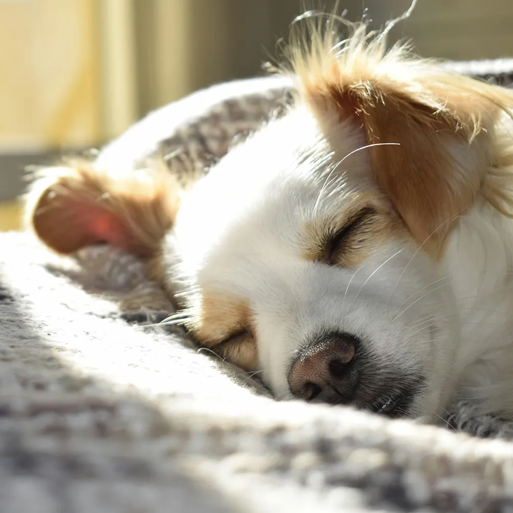 Hund liegt schlafend seitlich in der Sonne im Ablauf des Trainings gegen Trennungsstress