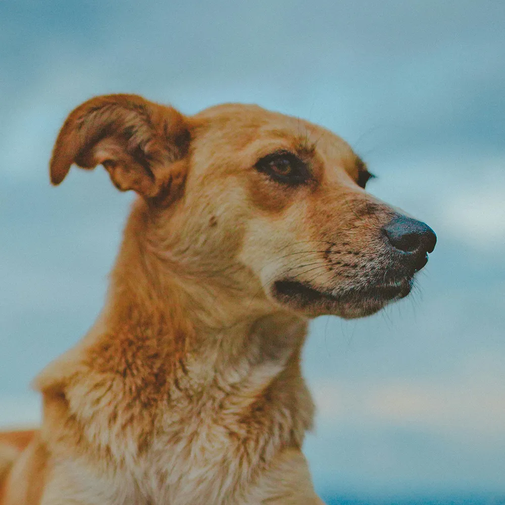 Brauner Tierschutzhund blickt seitlich in die Weite vor dem Himmel als Überblick zu Trainingsangeboten