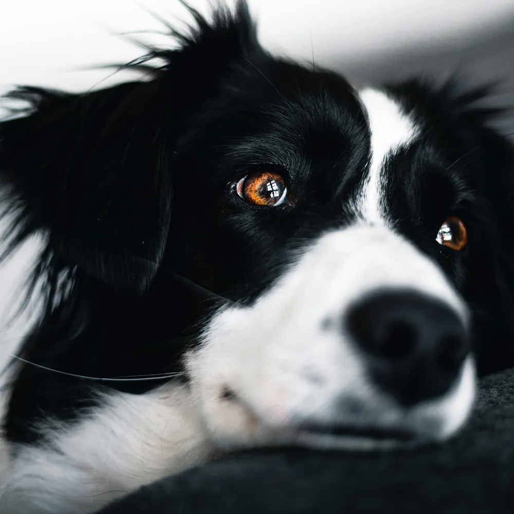 Border Collie blickt seitlich in die Kamera im Kontext von Verhaltensberatung und Verhaltenstherapie für Hunde