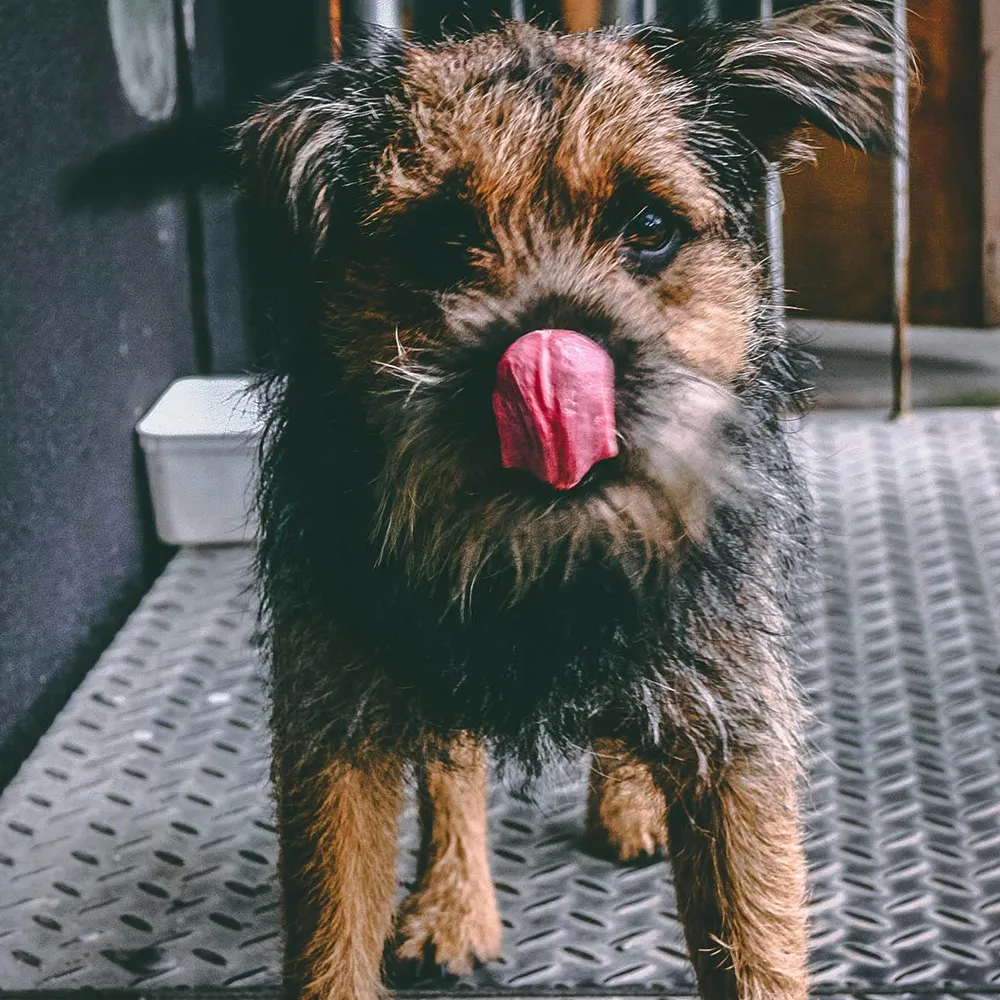 Kleiner strubbeliger Hund steht und schaut in die Kamera während er sich über die Nase leckt im Kontext eines Trainingsangebots für Tierschutzhunde