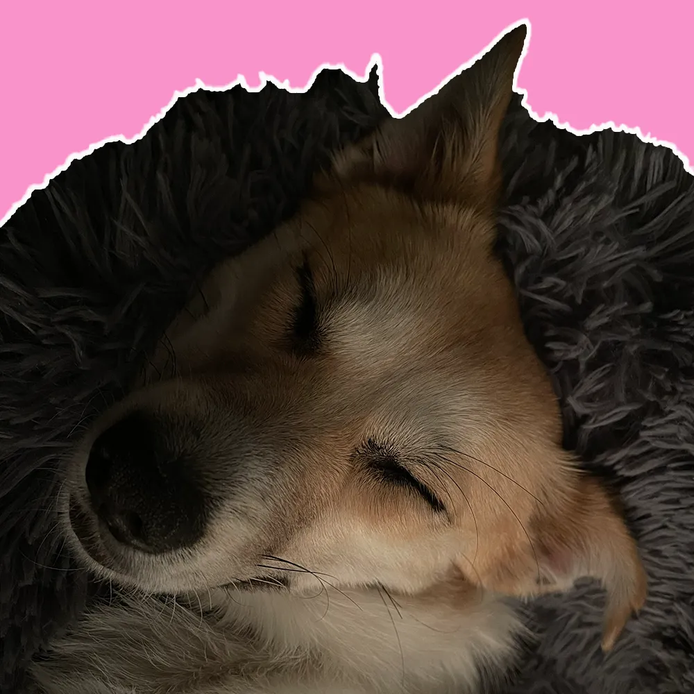 Hund liegt schlafend im Körbchen im Kontext von Trennungsstress beim Hund