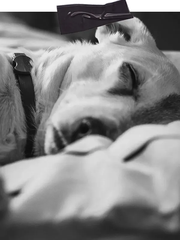 Hund liegt seitlich schlafend im Zusammenhang mit dem 1 zu 1 Training bei Trennungsstress