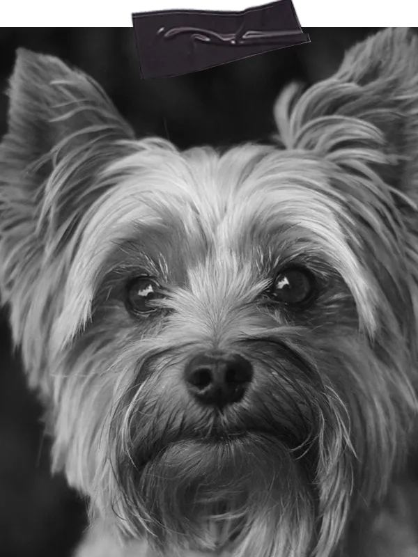 Yorkshire Terrier schaut direkt in die Kamera im Zusammenhang mit der reduzierten Starter Einzelstunde