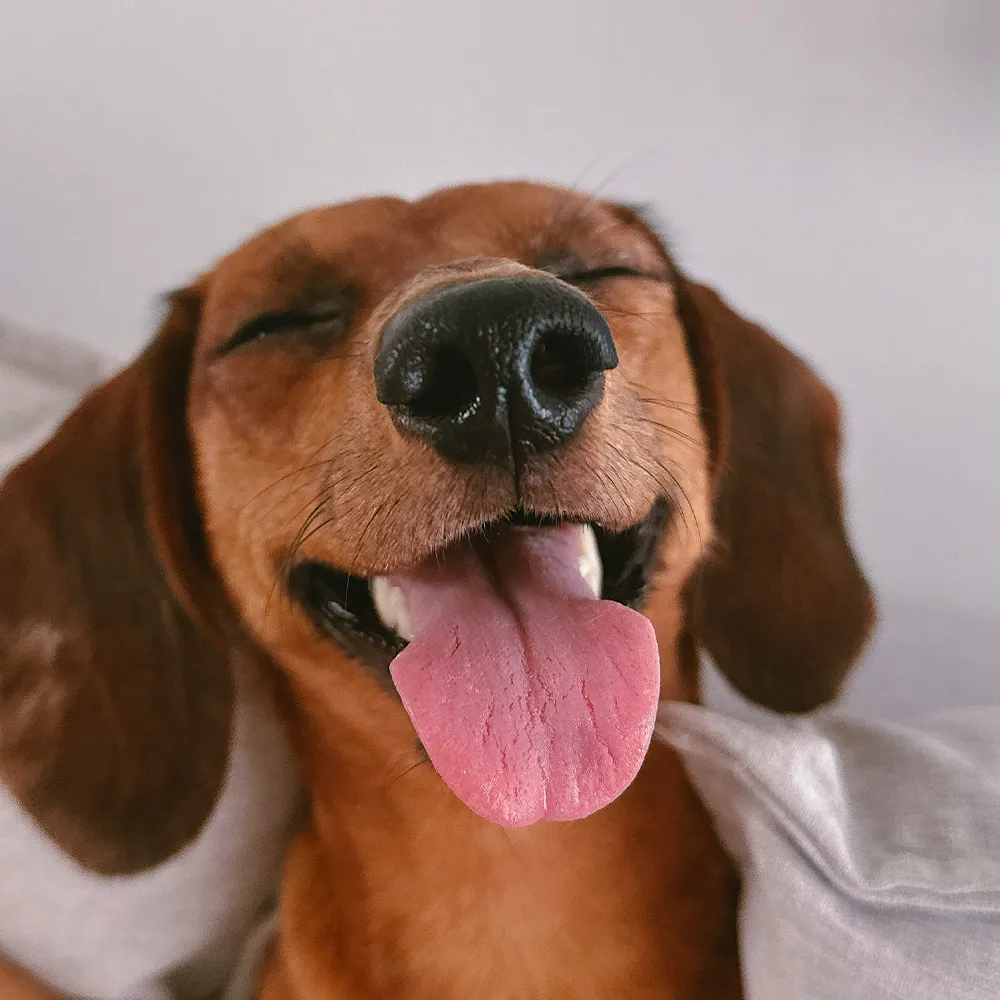 Dackel schaut neugierig in die Kamera mit herausgestreckter Zunge im Kontext des kostenfreien Erstgesprächs zum Hundetraining in Ludwigsburg