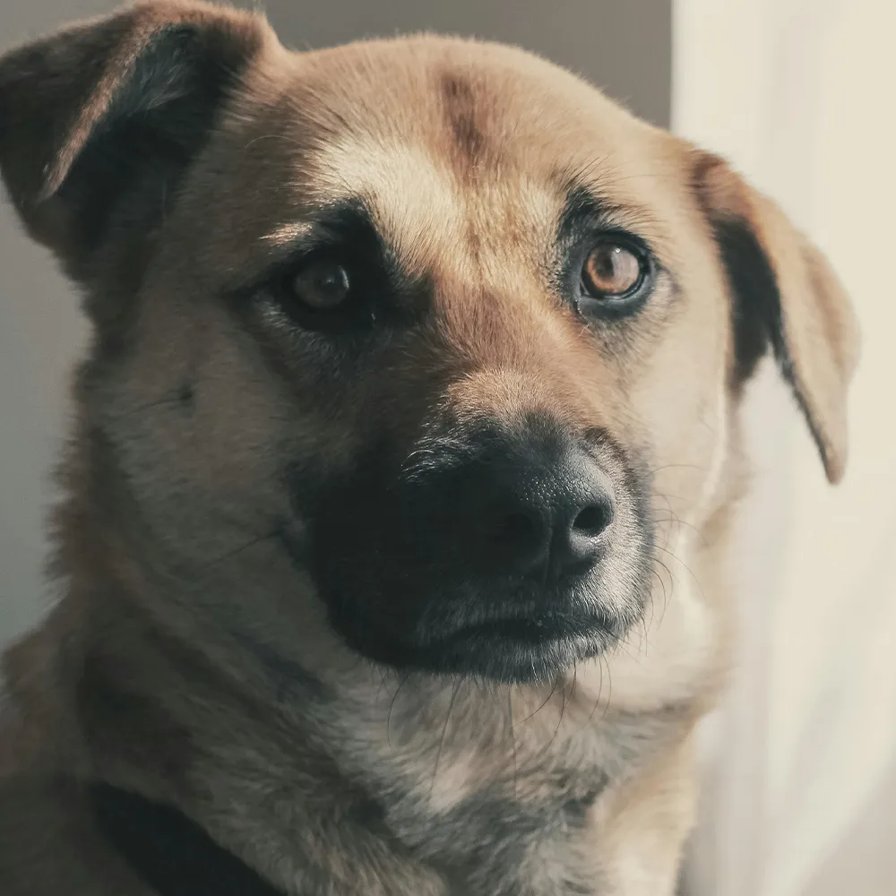 Hund blickt aufmerksam in die Kamera im Kontext von Geräuschangst Training