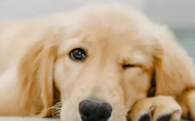 Darf ich meinen Hund streicheln, wenn er Angst hat?