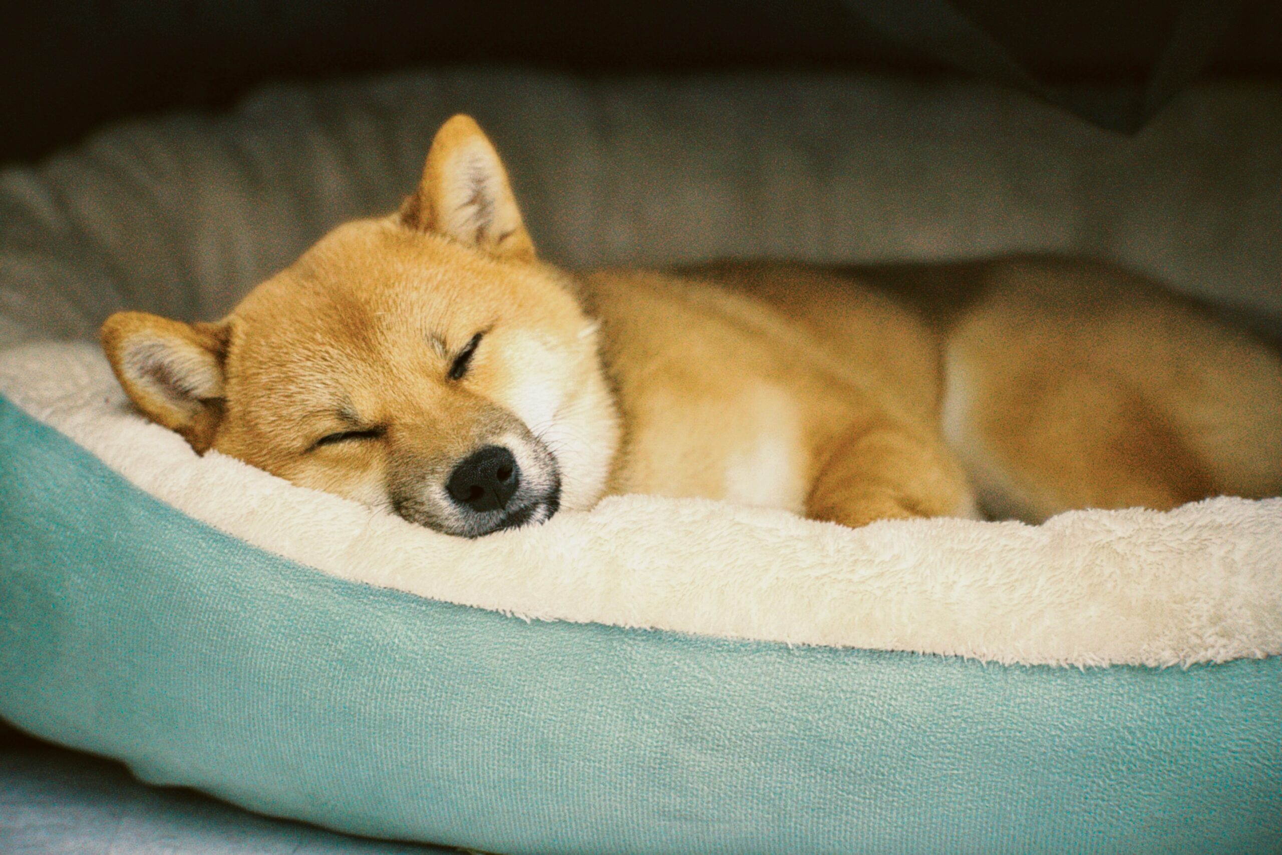 Shiba Inu liegt schlafend und entspannt im Bett während Silvester