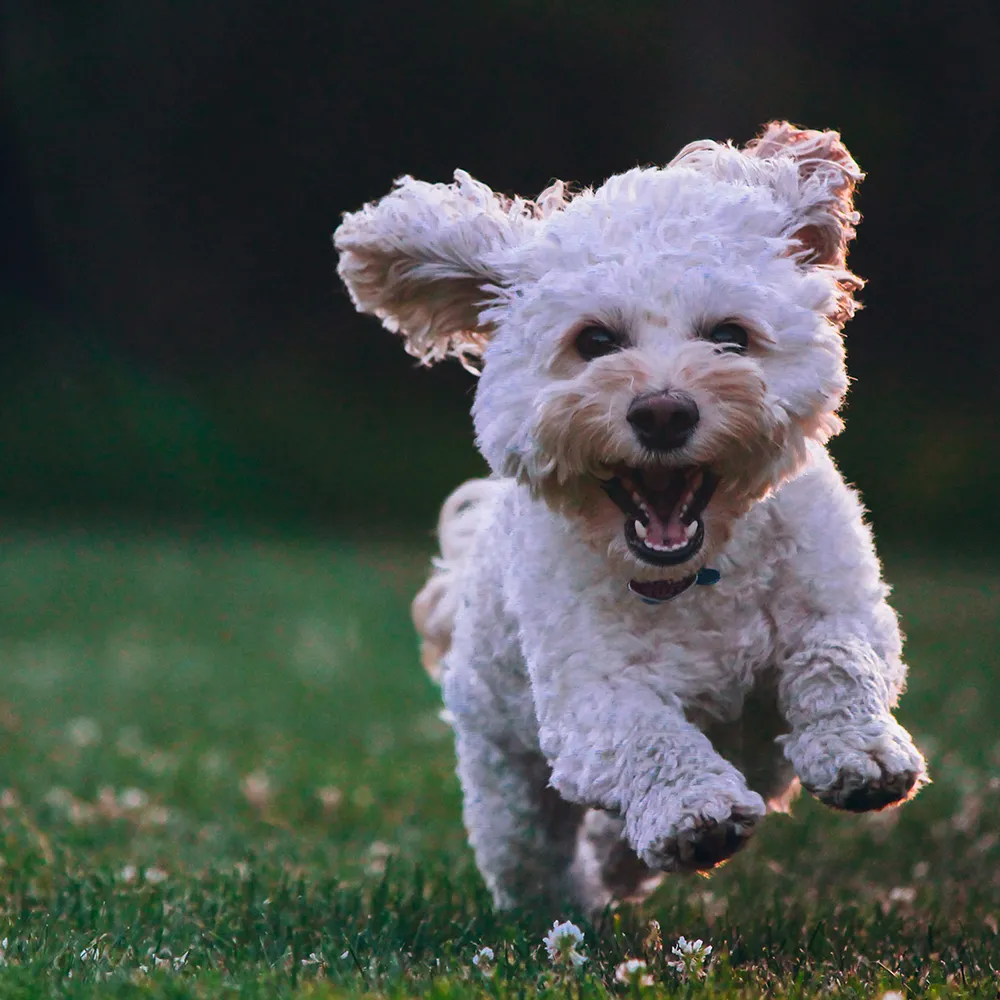 Kleiner weißer Hund läuft über eine Wiese und schaut in die Kamera im Kontext von mobilem Hundetraining in Kornwestheim