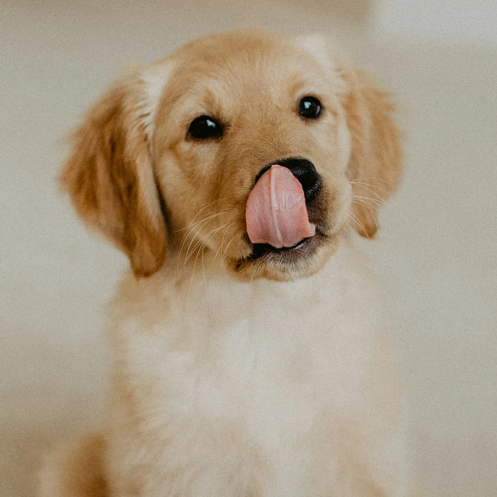 Retriever Welpe leckt sich über die Nase und schaut in die Kamera im Kontext von mobilem Hundetraining in Stuttgart